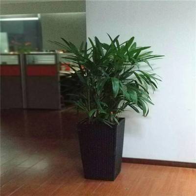 天津谷鑫亞泰花卉 綠植租賃、租擺服務(wù)與室內(nèi)花卉設(shè)計專家