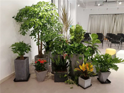 余杭區(qū)花卉租賃指南 海旭園藝服務(wù)與市場價格解析