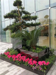 綠植租賃新風(fēng)尚 武漢雅淳花卉，點亮漢口辦公與生活空間